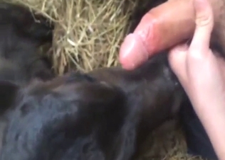 Calf's slutty mouth used to tease a horny guy