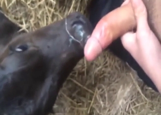 Calf's slutty mouth used to tease a horny guy