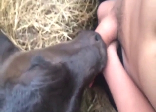 Calf's slutty mouth used to tease a horny guy