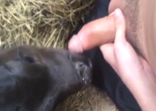 Calf's slutty mouth used to tease a horny guy