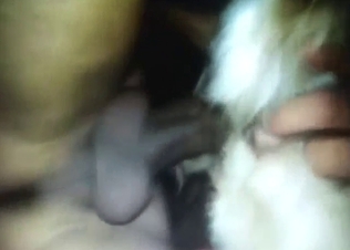 Dude is gonna fuck bitch-ass gay dog from behind