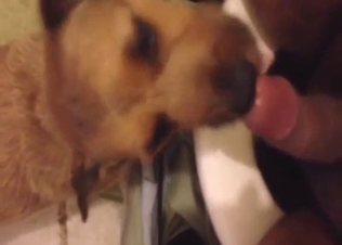 First-ever blowjob from a sexy dog that licks