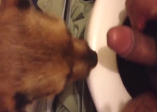 First-ever blowjob from a sexy dog that licks