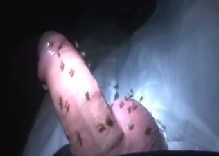 Mosquito fuck with a large, juicy-looking penis